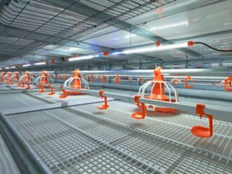 Poultry farming steel gratings are used in the pigeon farm.